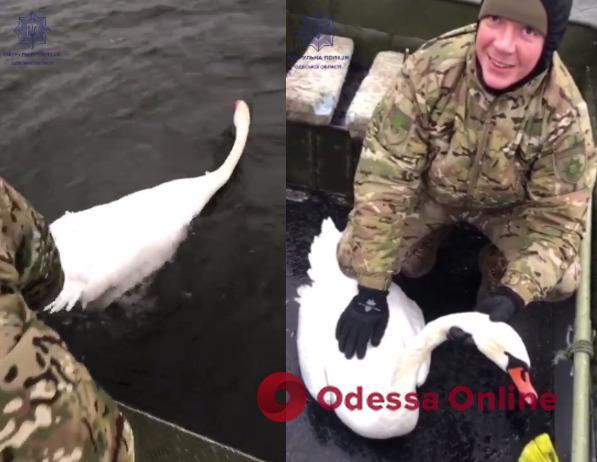 Одесские патрульные спасли запутавшегося в сетке лебедя (видео)