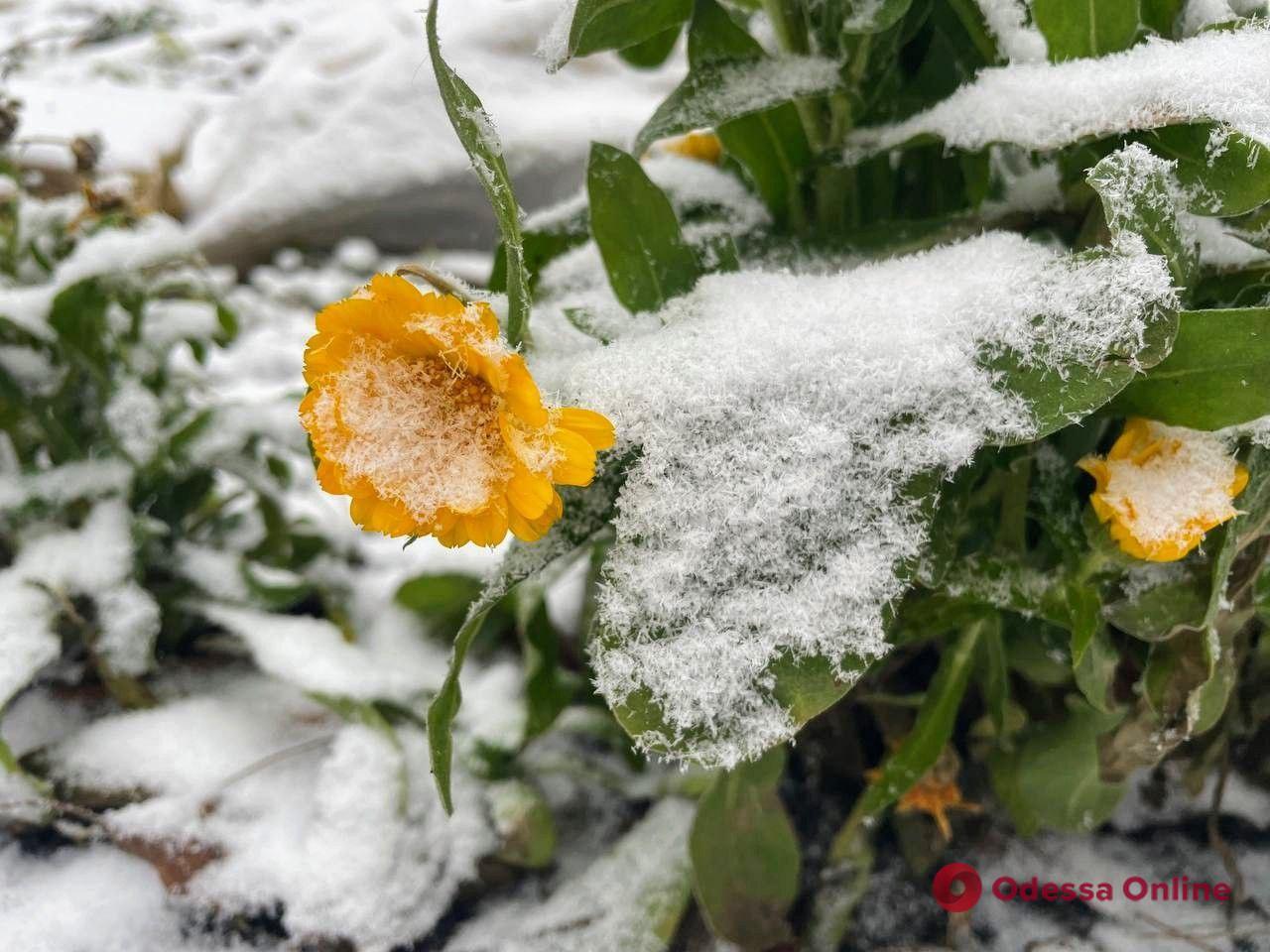 В Одесі пішов перший у цьому році “серйозний” сніг (фоторепортаж)
