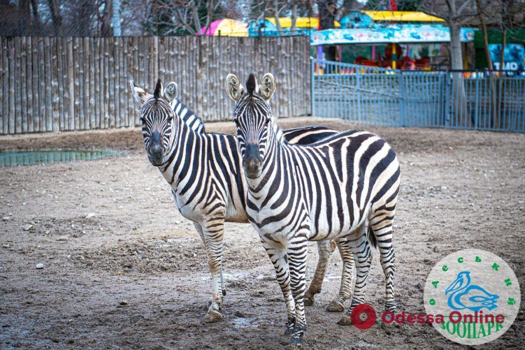Одесский зоопарк проводит конкурс «Пора года 2023»