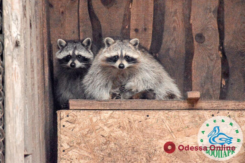 В Одесском зоопарке выбрали пару года