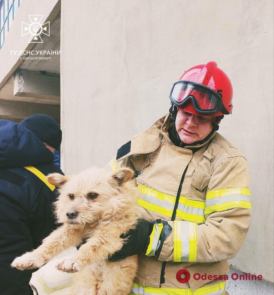 В Подольске спасли собаку, которая упала в люк