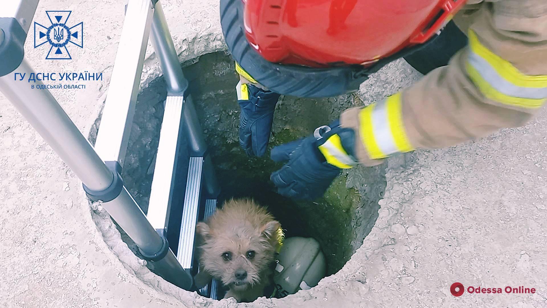 В Подольске спасли собаку, которая упала в люк
