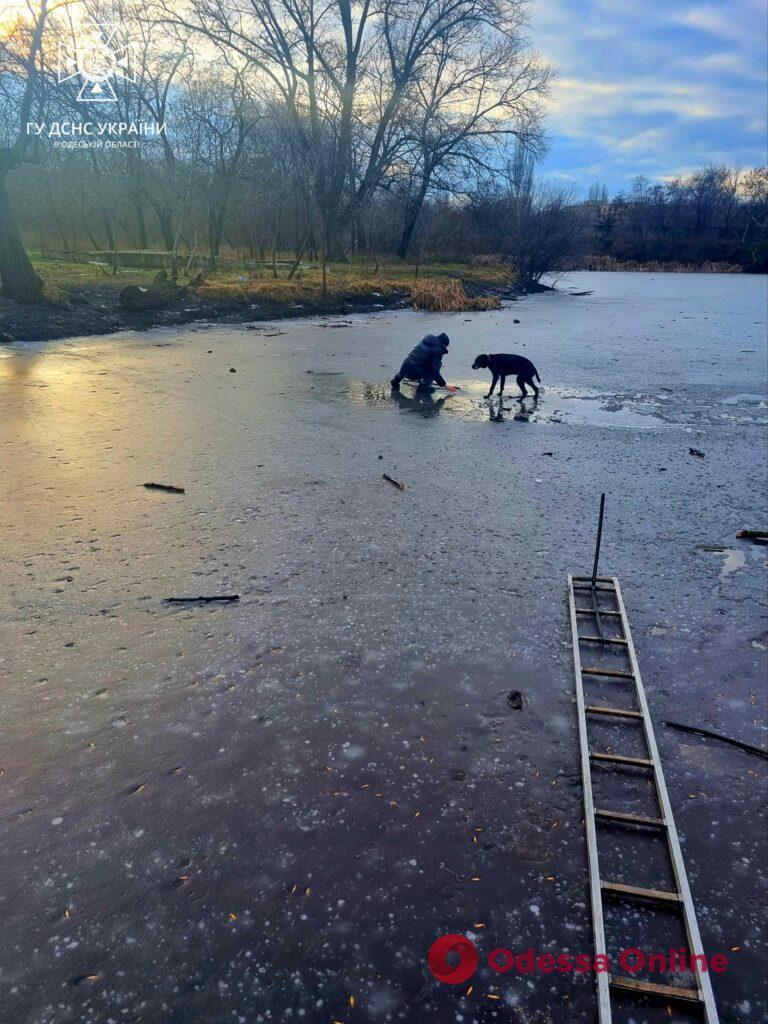 Провалился под лед: в Одессе мужчина чуть не погиб, спасая свою собаку (фото)