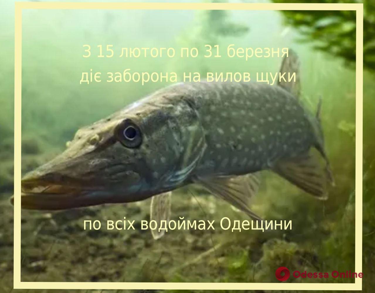 В Одеській області вперше ввели заборону на вилов щуки