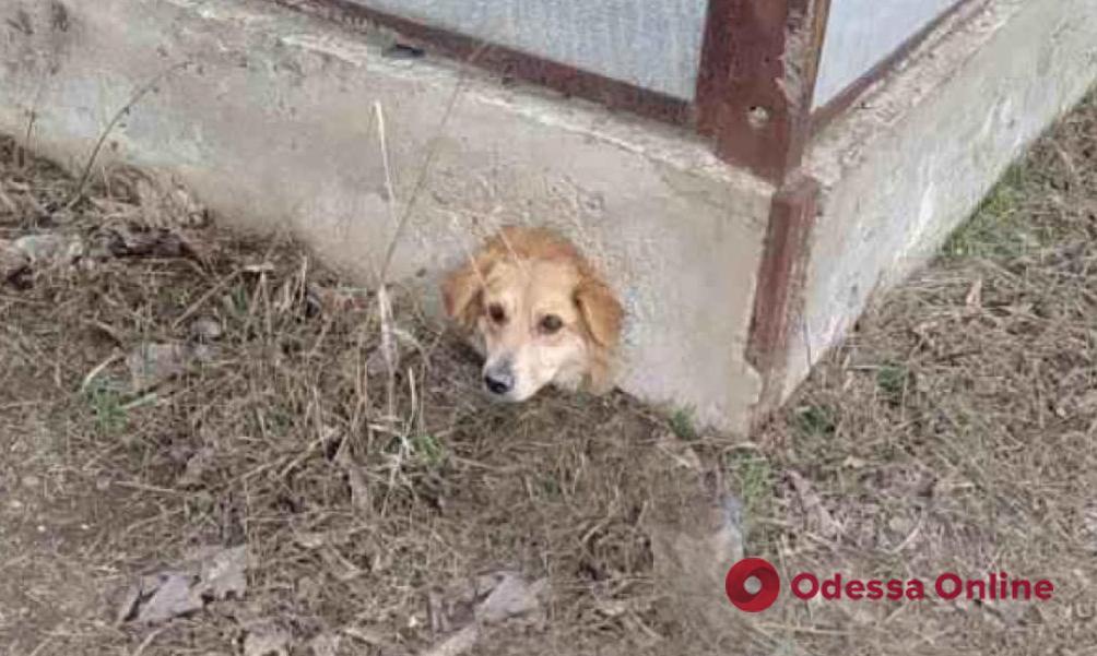 В Рени спасатели вытаскивали собаку из дыры в заборе