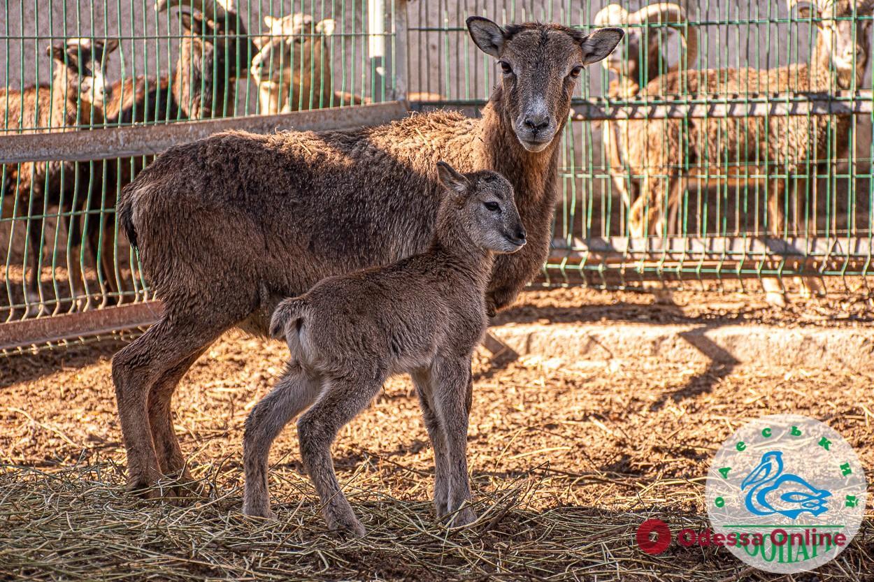 В Одеському зоопарку у сімейства європейських муфлонів з’явилося потомство