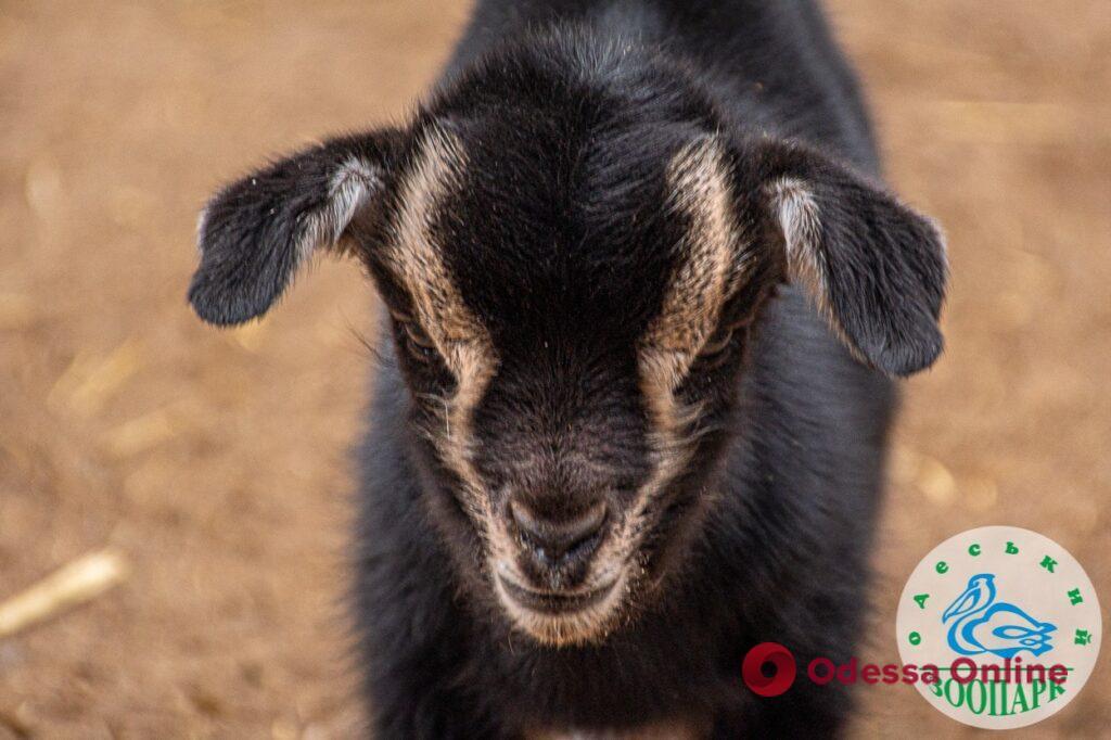 В Одесском зоопарке родились камерунские козлята и венгерские винторогие ягнята