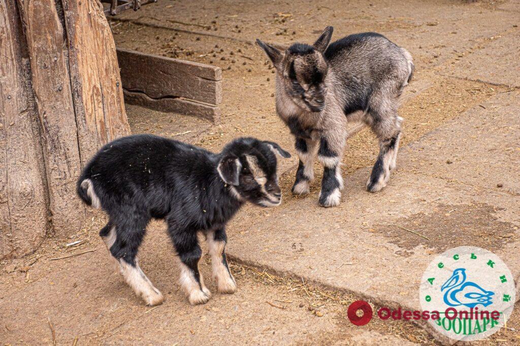 В Одеському зоопарку народилися камерунські козенята та угорські гвинторогі ягнята