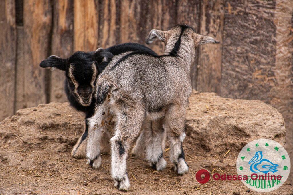 В Одесском зоопарке родились камерунские козлята и венгерские винторогие ягнята