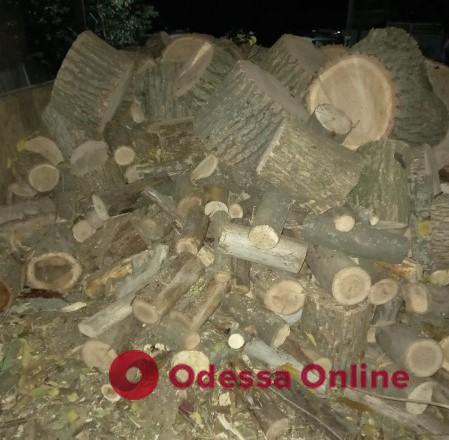 Жителя Одещини судитимуть за спил дерев у захисному лісовому насадженні