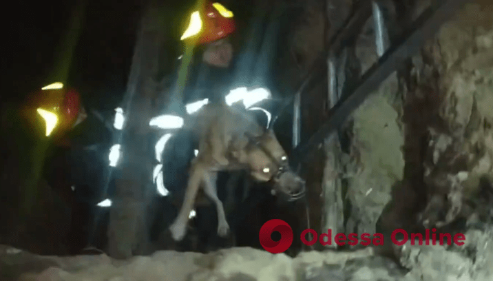 В Одессе спасли собаку, которая упала в яму (видео)