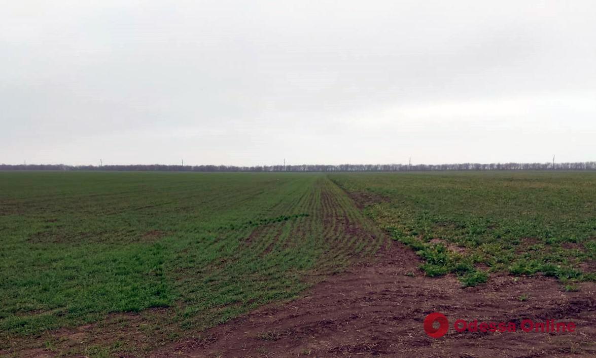 Роздільнянський район: керівництво аграрного ліцею віддало фермерам 80 га землі