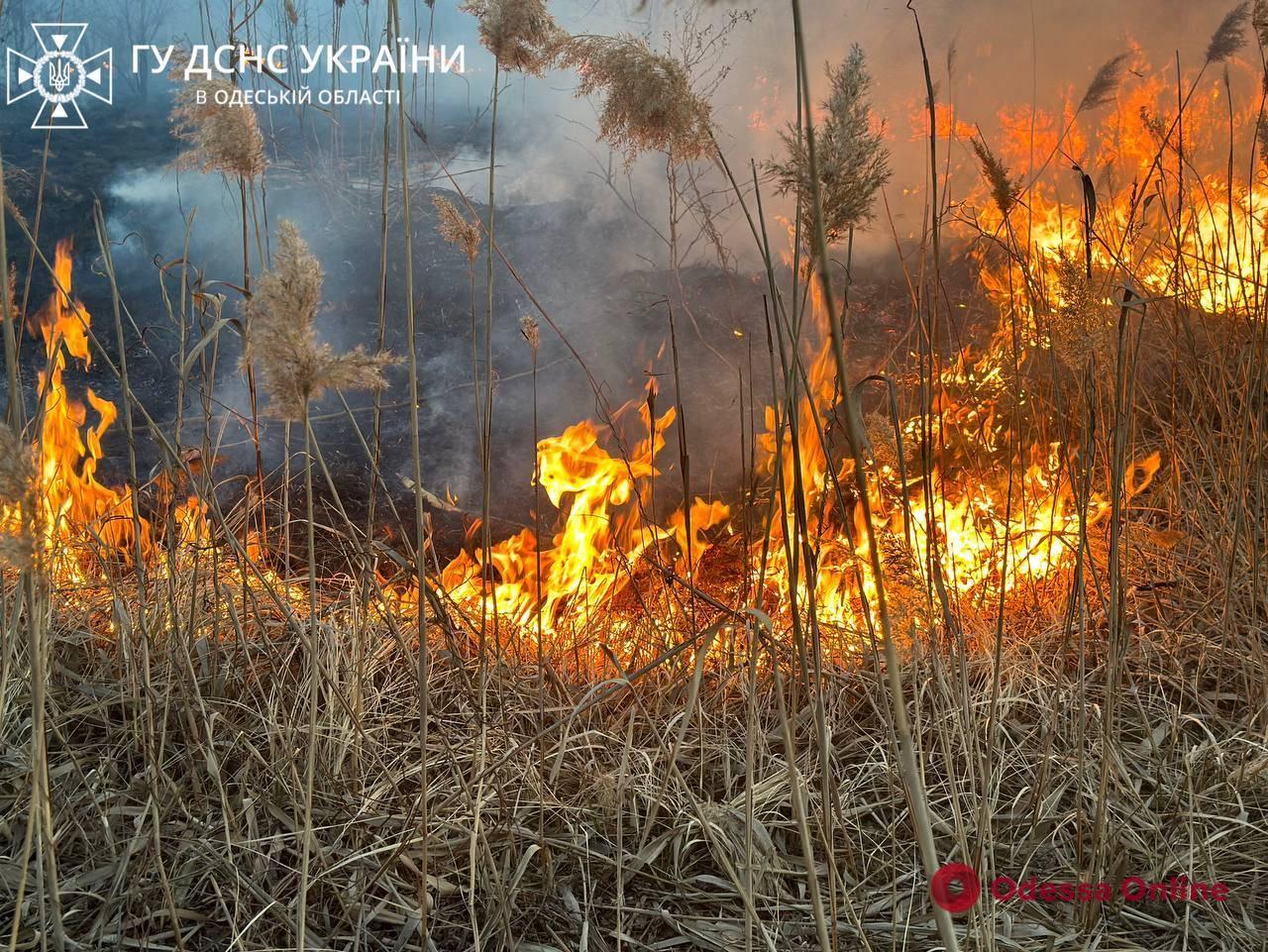 Вогонь охопив п’ять тисяч квадратних метрів: одеські рятувальники гасили палаючий очерет (фото, відео)