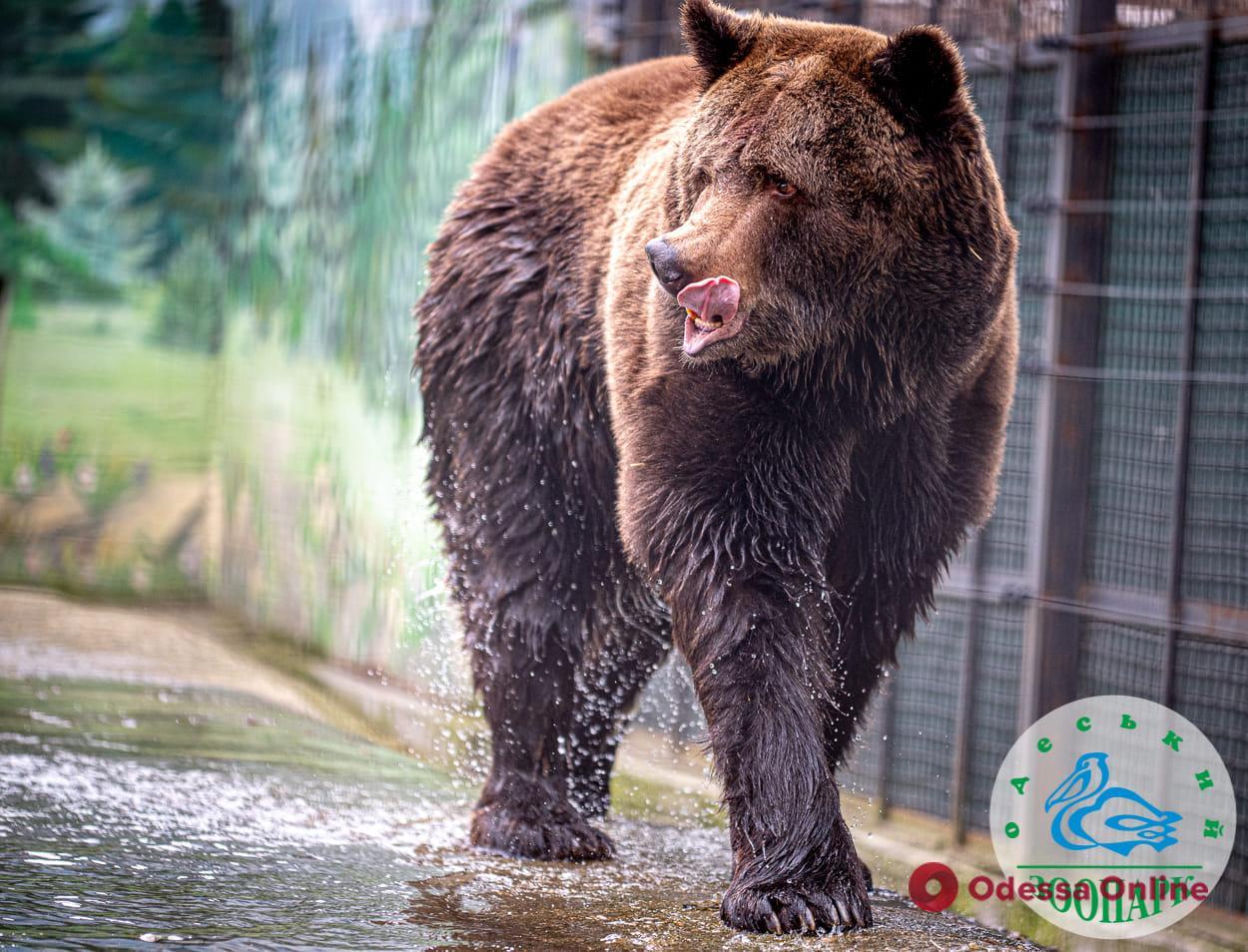 В Одесском зоопарке проснулись медведи (фото)