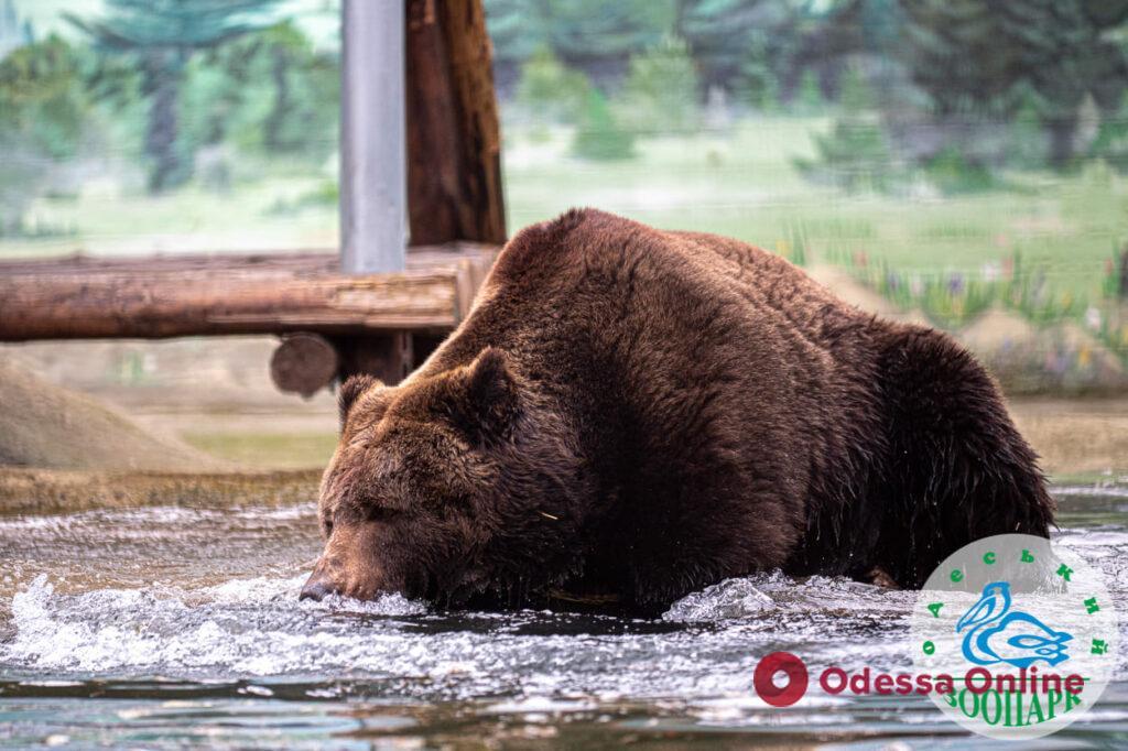 В Одесском зоопарке проснулись медведи (фото)