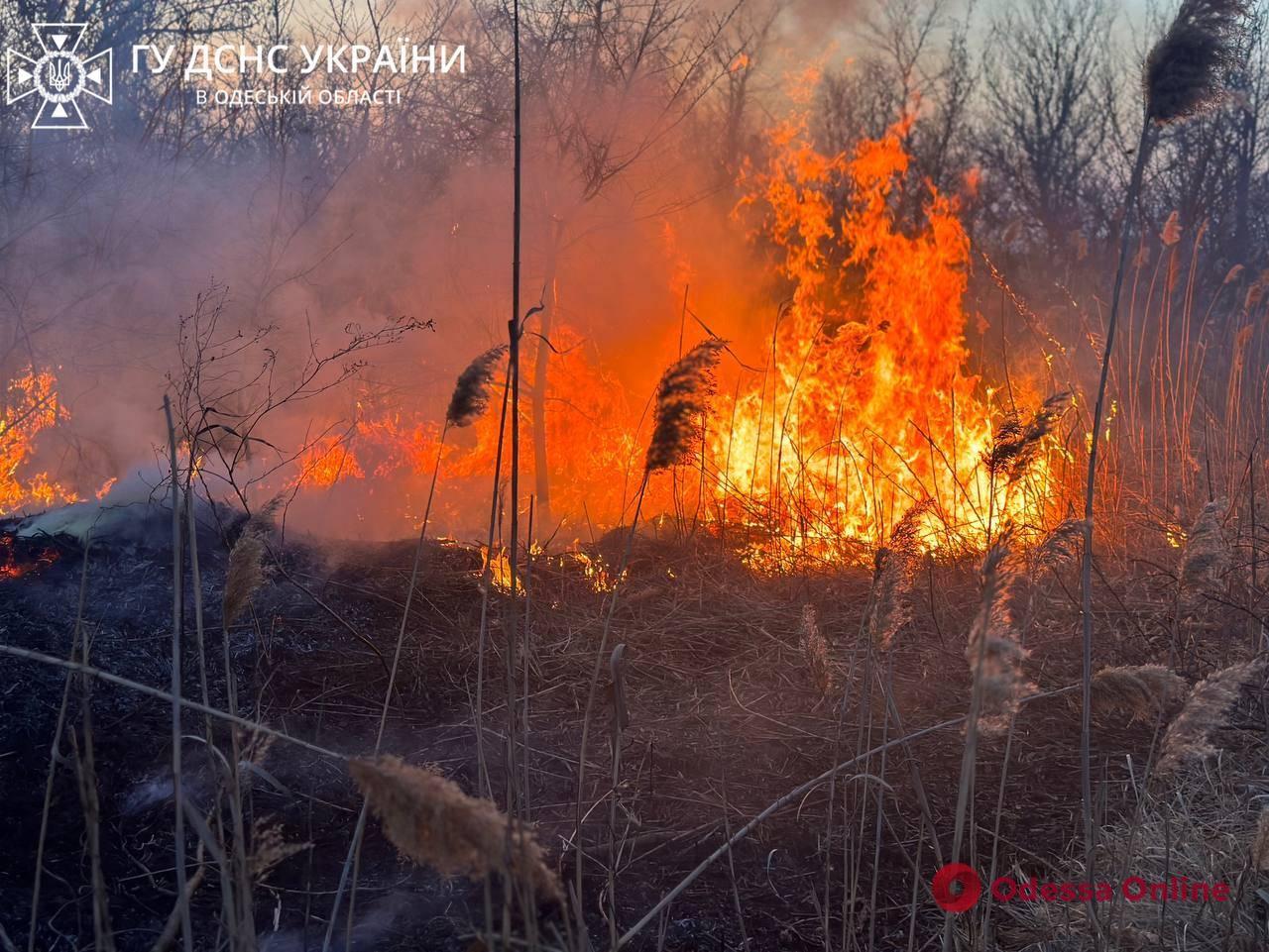 Огонь охватил пять тысяч квадратных метров: одесские спасатели гасили пылающий камыш (фото, видео)