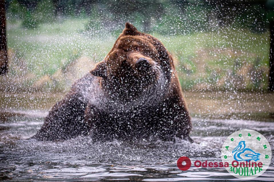 В Одеському зоопарку прокинулися ведмеді (фото)