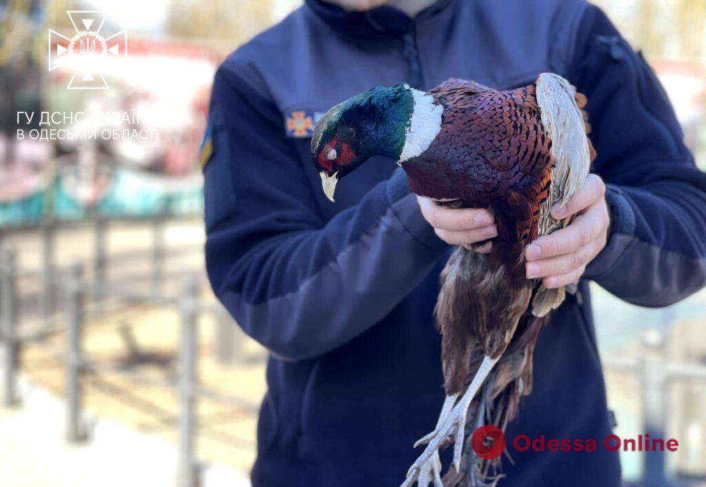 Пожежники врятували фазана та передали директору Одеського зоопарку