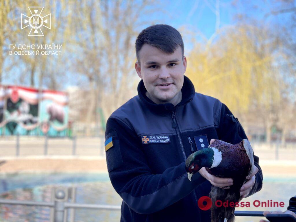 Пожарные спасли фазана и передали директору Одесского зоопарка