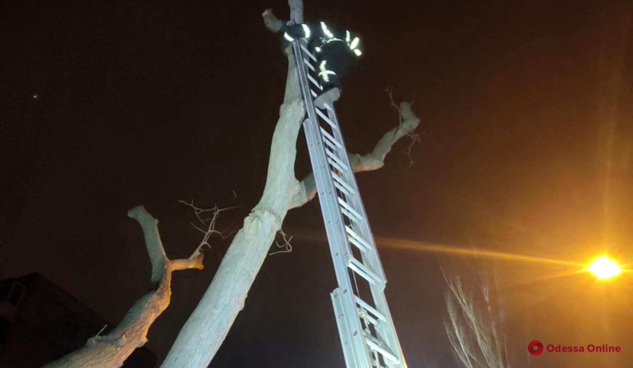 Одесские пожарные снимали кота с дерева