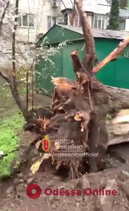 На Варненской ветром повалило дерево (видео)