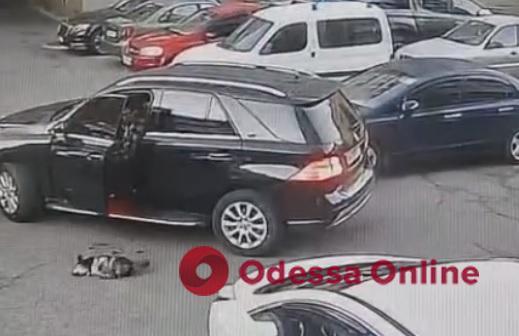 В Одессе водитель Mercedes переехал собаку, остановился посмотреть на нее и поехал дальше (осторожно, видео)