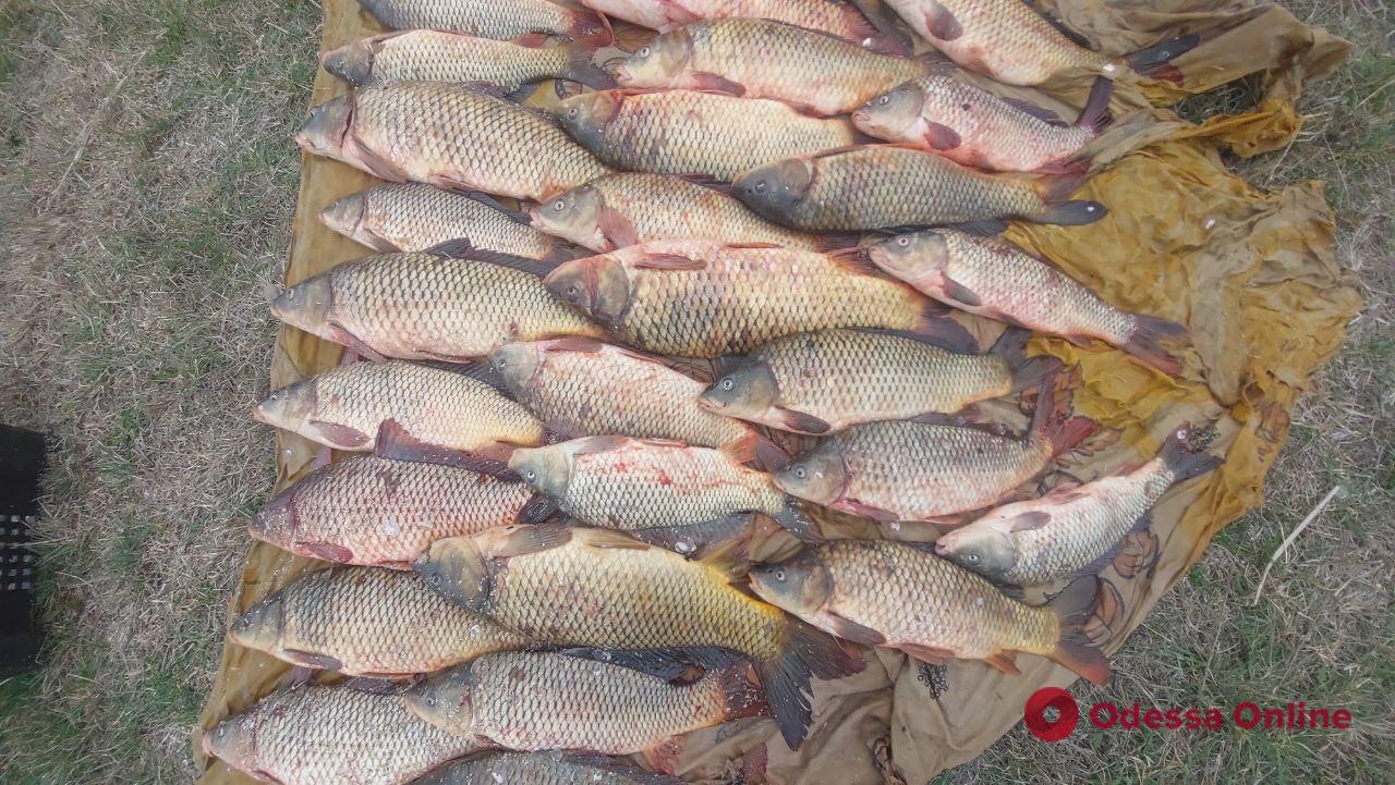 Одесская область: браконьер наловил в водах Днестровского лимана рыбы на 700 тысяч гривен (фото, видео)