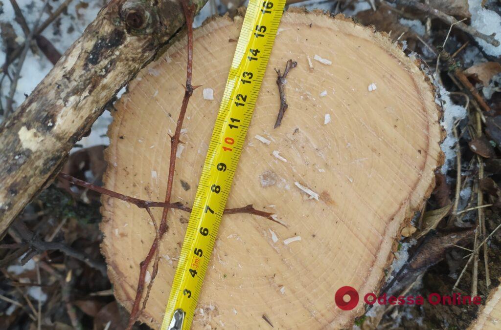 Житель Балти нарубав дров на 280 тис. гривень та відбувся умовним терміном