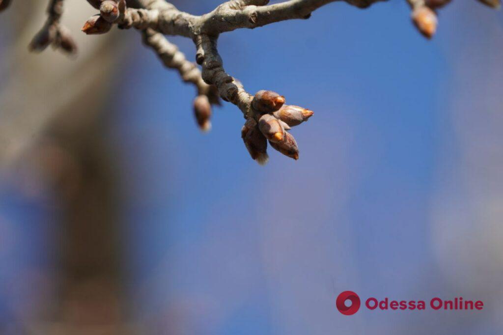 Первый день весны в Одессе (фоторепортаж)