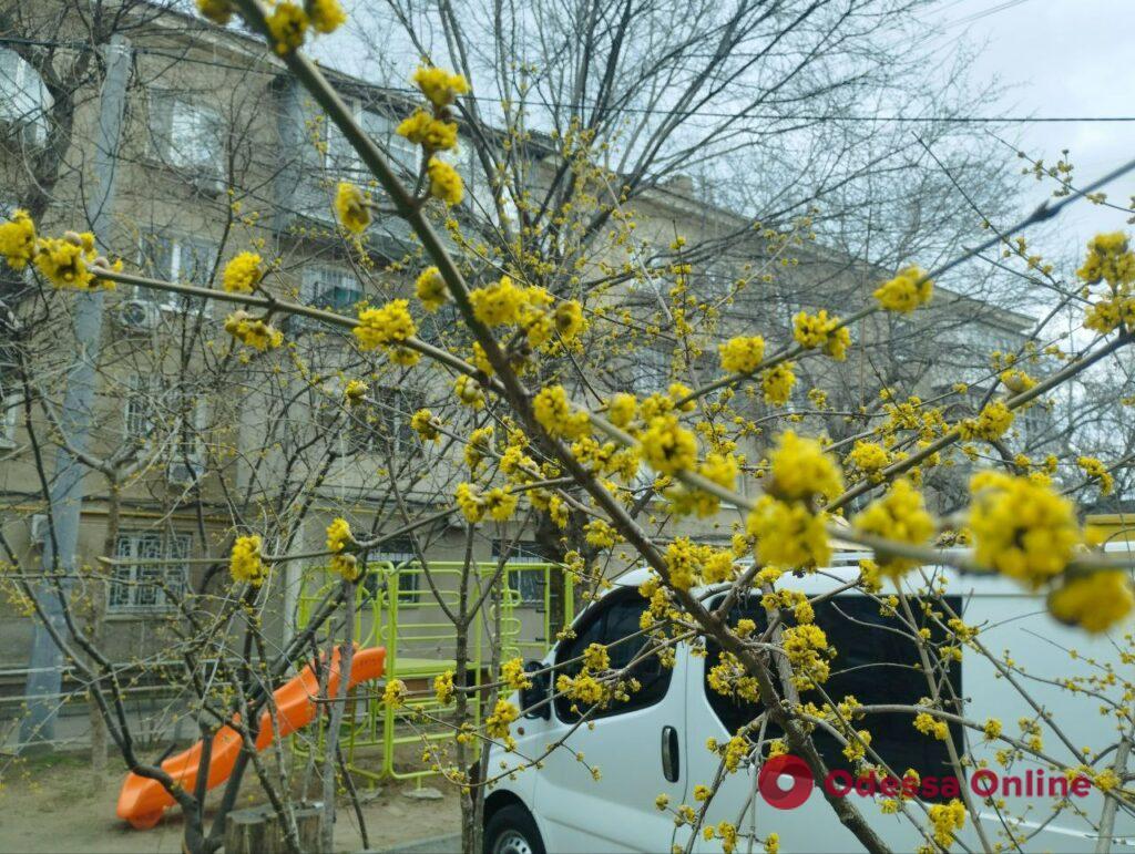 В Одесі цвітуть дерева і квіти (фото)