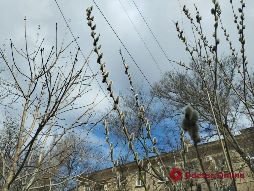 В Одессе расцветают деревья и цветы (фото)