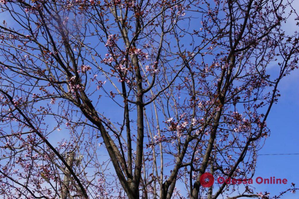 Квітуча весняна Одеса (фоторепортаж)