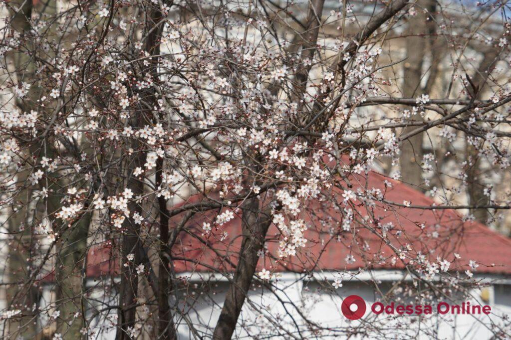 Цветущая весенняя Одесса (фоторепортаж)