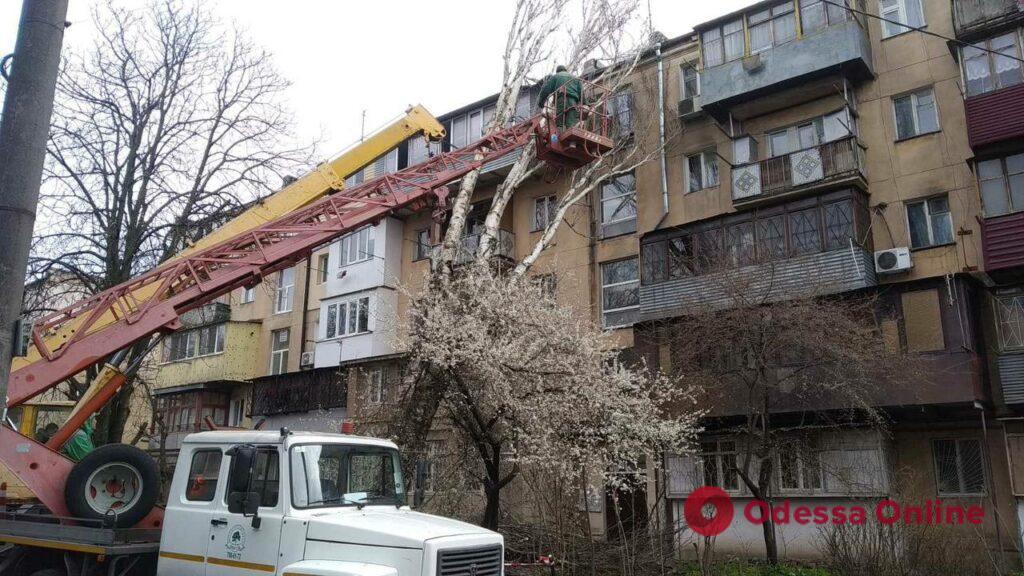В Одессе шторм повалил уже 14 деревьев