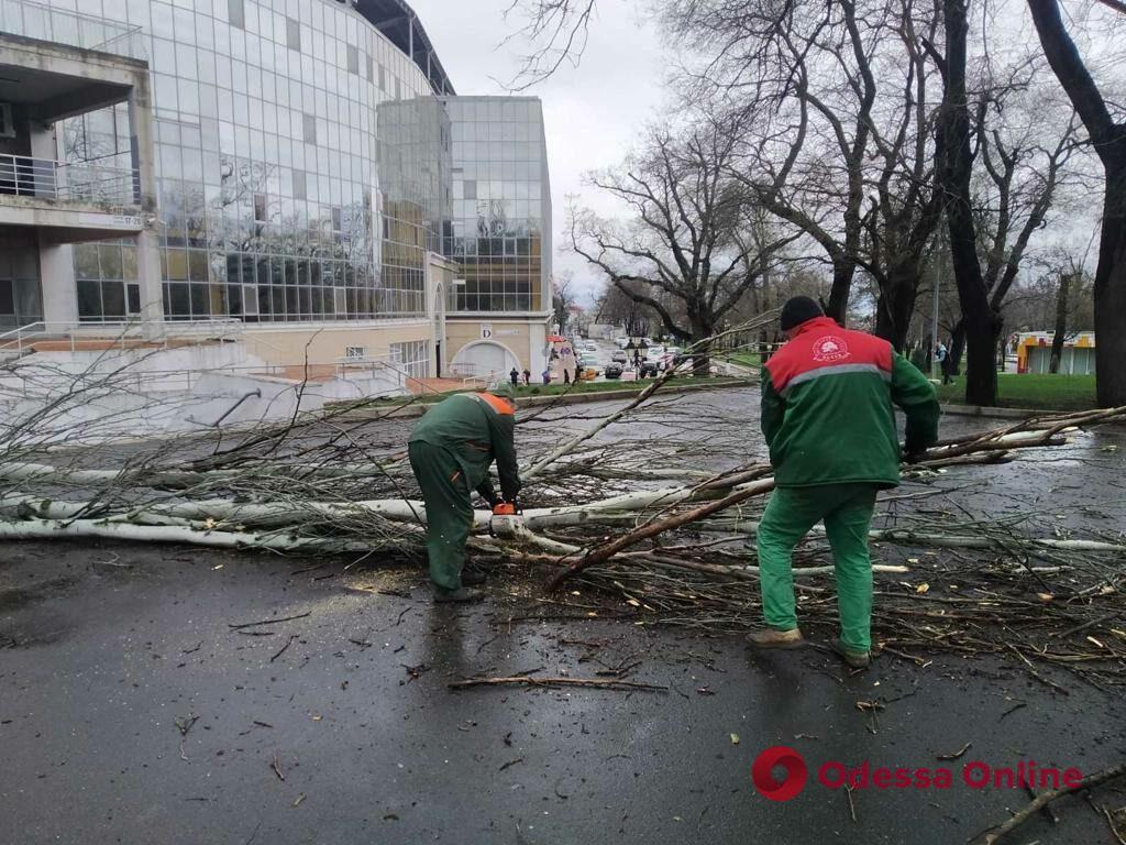 В Одессе шторм повалил уже 14 деревьев