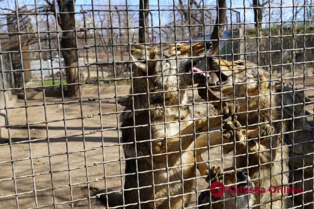 В Одесском зоопарке провели экскурсию для переселенцев