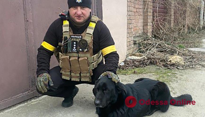 Одесские полицейские спасли пса из Херсона и помогли найти хозяев