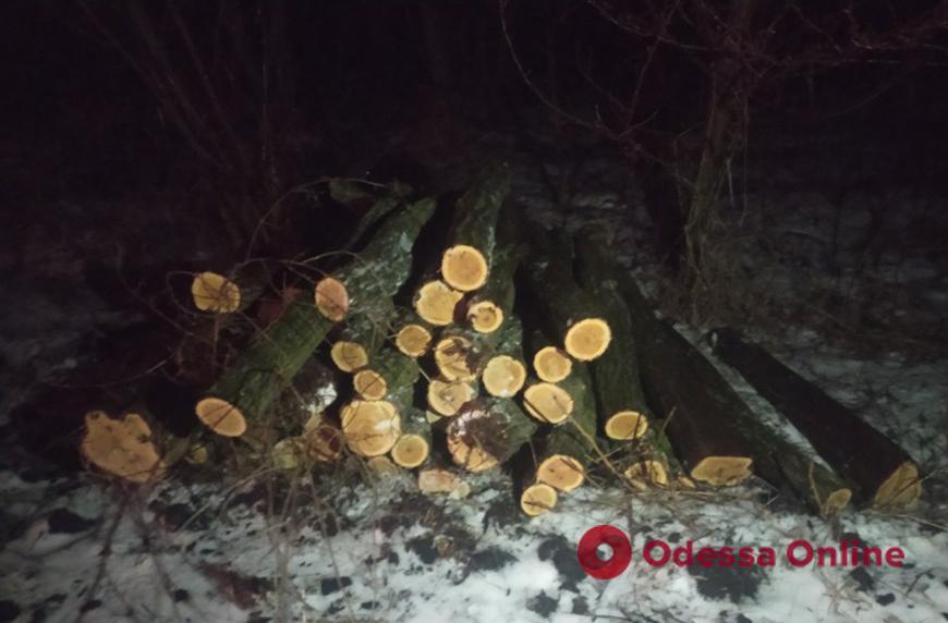 Житель Балты нарубил дров на 280 тыс. гривен и отделался условным сроком