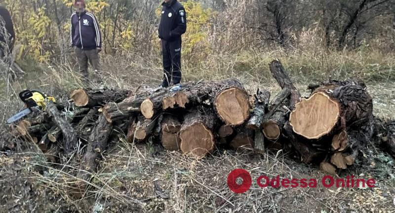 Жителя Одесской области приговорили к шести месяцам ареста за незаконную порубку деревьев