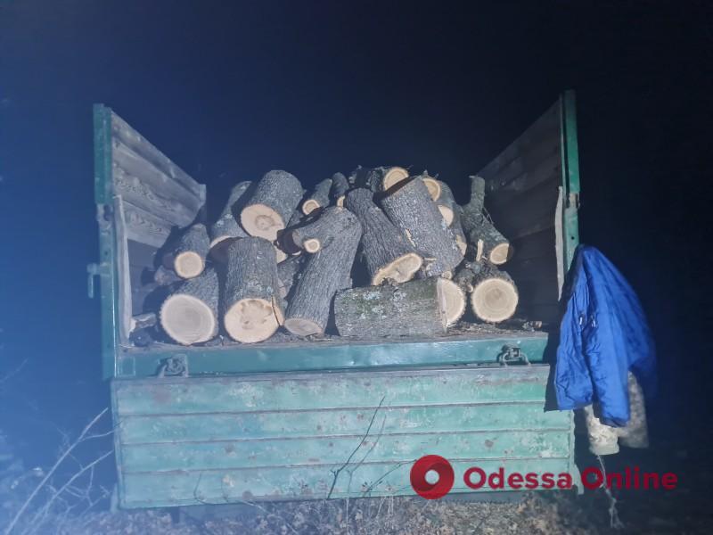 Двох жителів Одещині викрили у незаконній порубці лісу