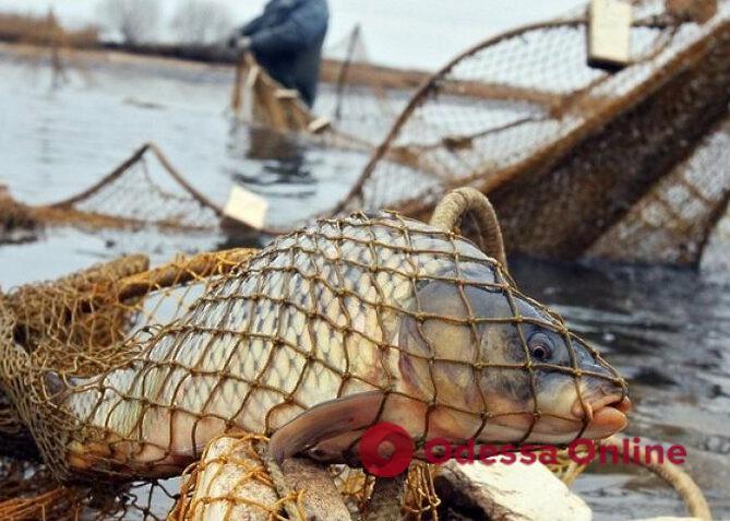 На Одещині браконьєр наловив риби на 300 тисяч гривень і кримінальну справу