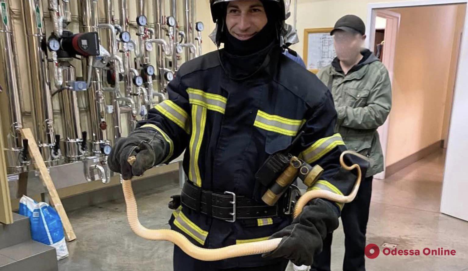 Одесские спасатели достали змею из электрощитовой