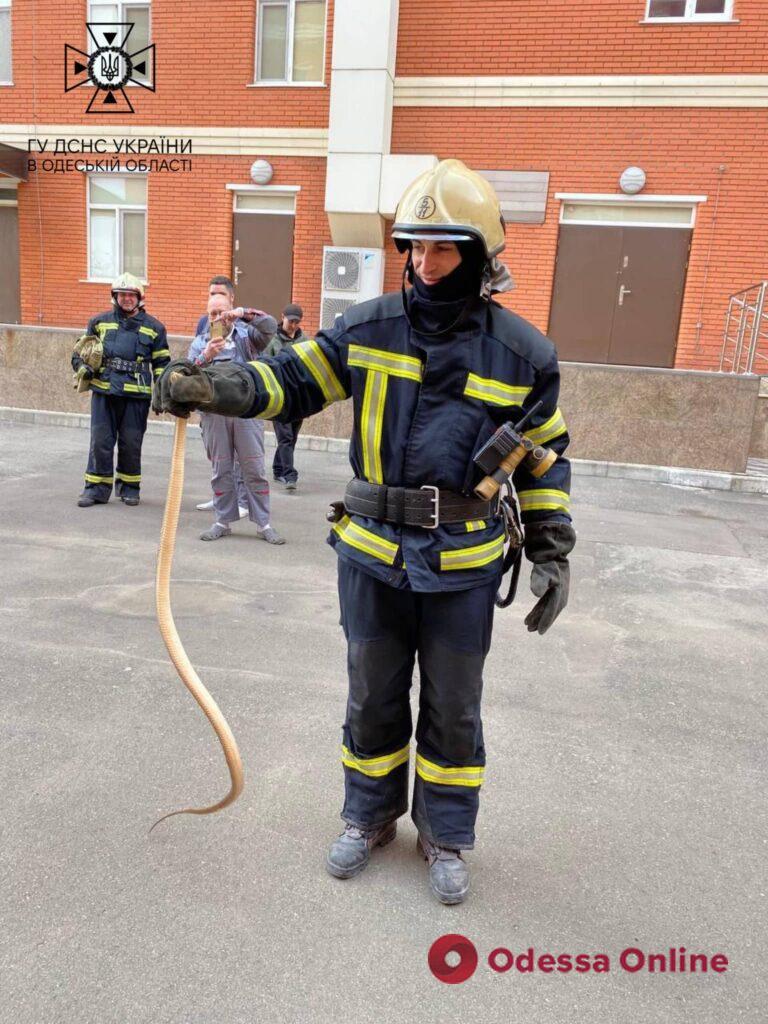 Одесские спасатели достали змею из электрощитовой