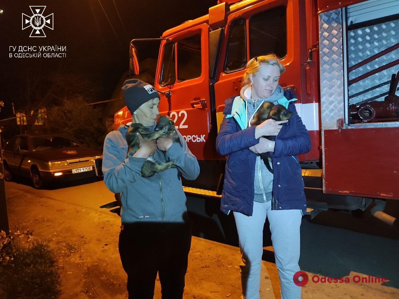 На Одещині врятували цуценят, які застрягли під залізобетонними блоками (фото)