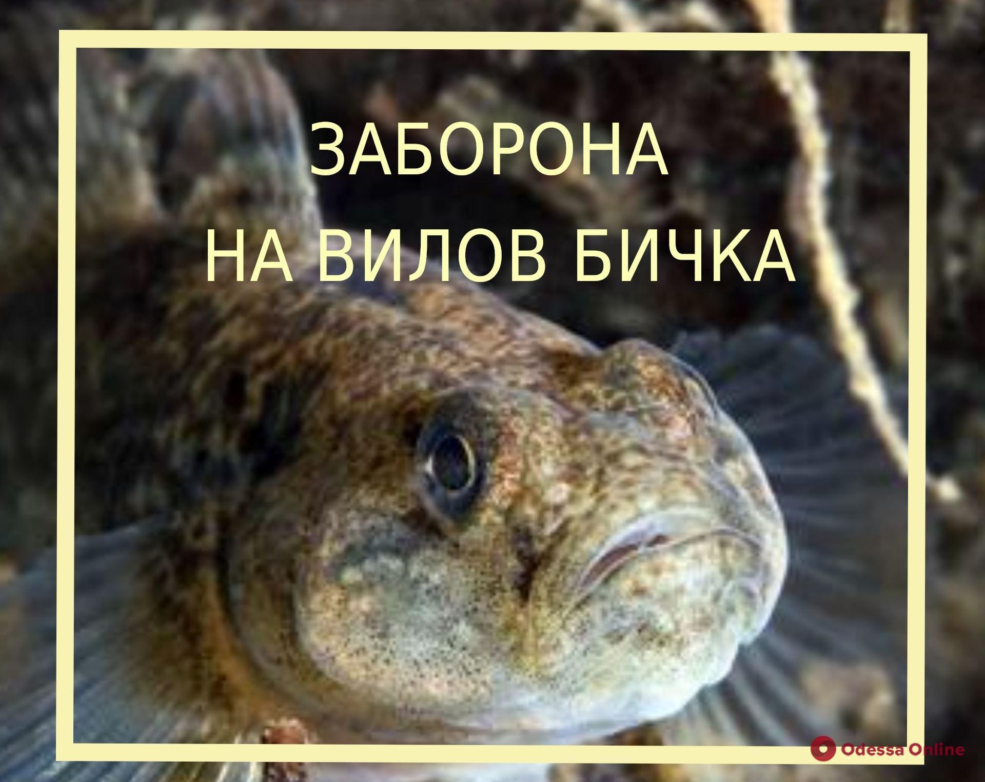 С 1 мая в Одесской области вводится запрет на вылов бычка