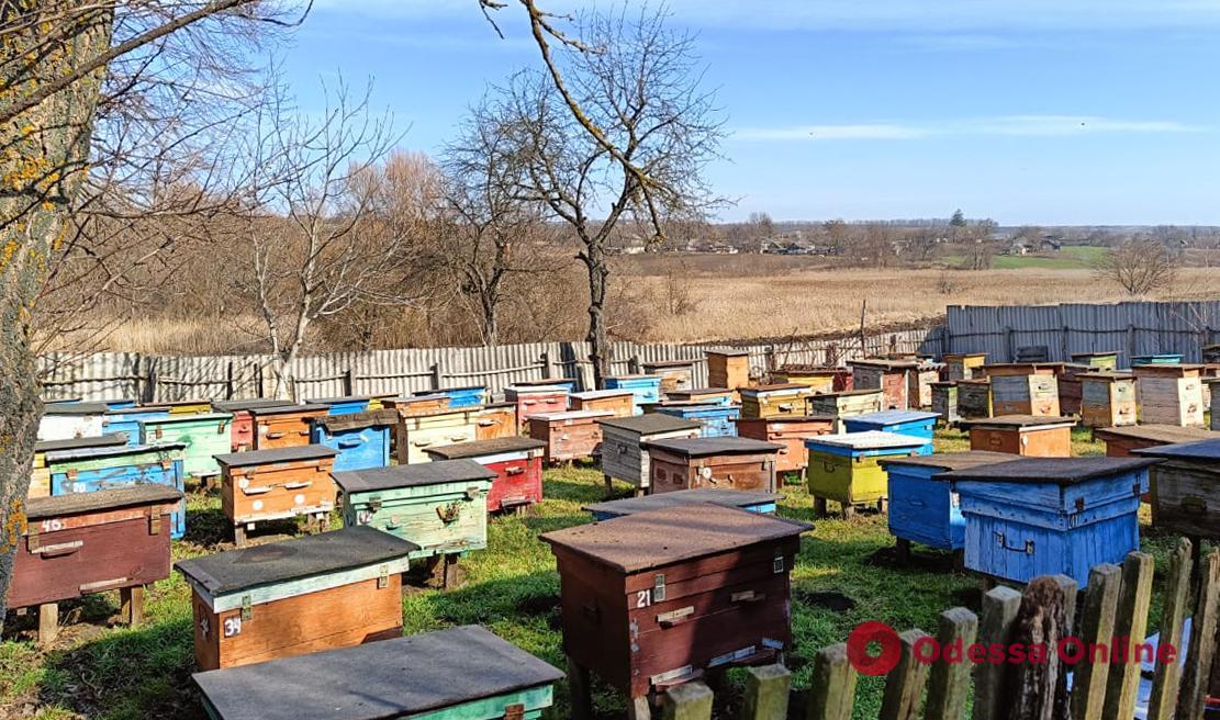 Пчелы дали организованный отпор ворам в Балтской ОТГ
