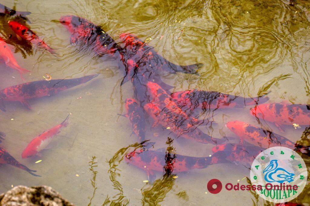 В Одесском зоопарке выпустили в пруд японских разноцветных карпов кои
