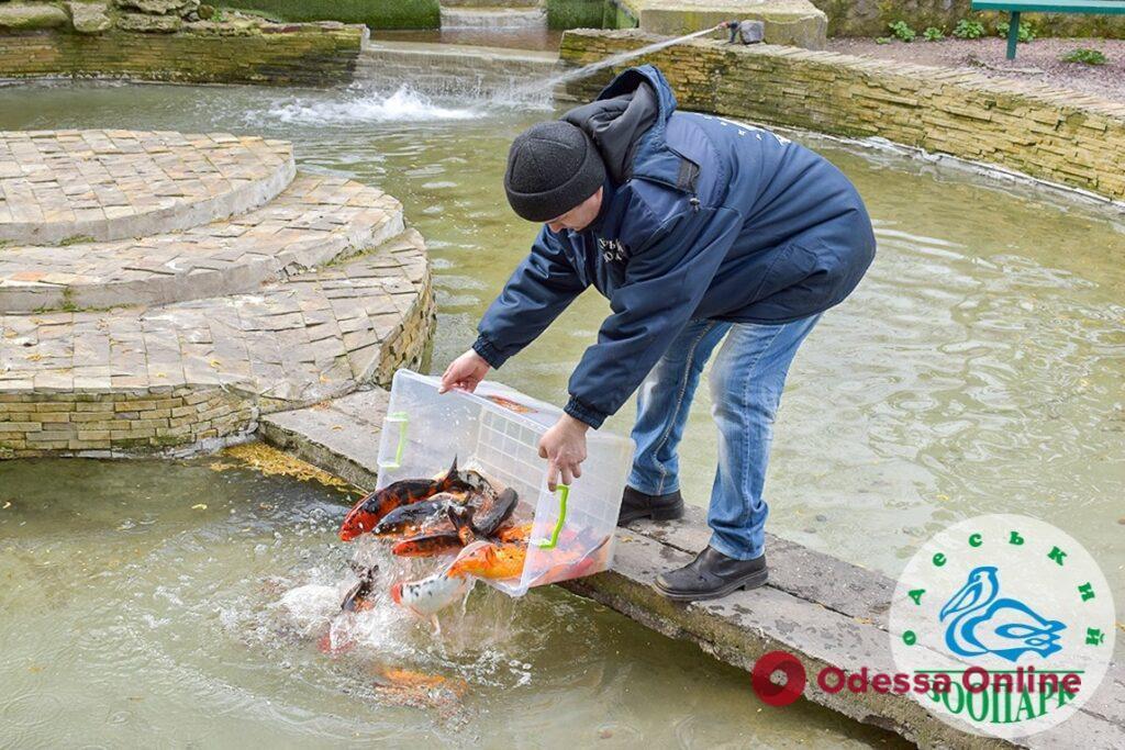 В Одесском зоопарке выпустили в пруд японских разноцветных карпов кои