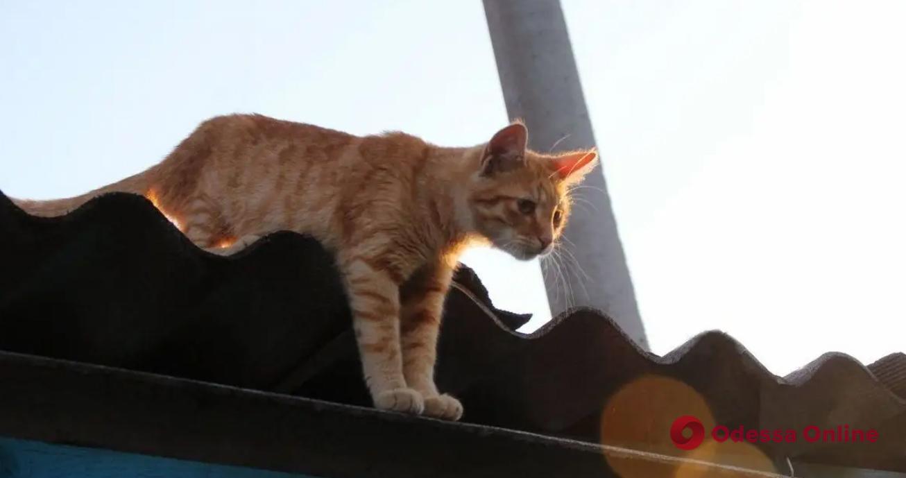 В Килии пожарные снимали с крыши кота