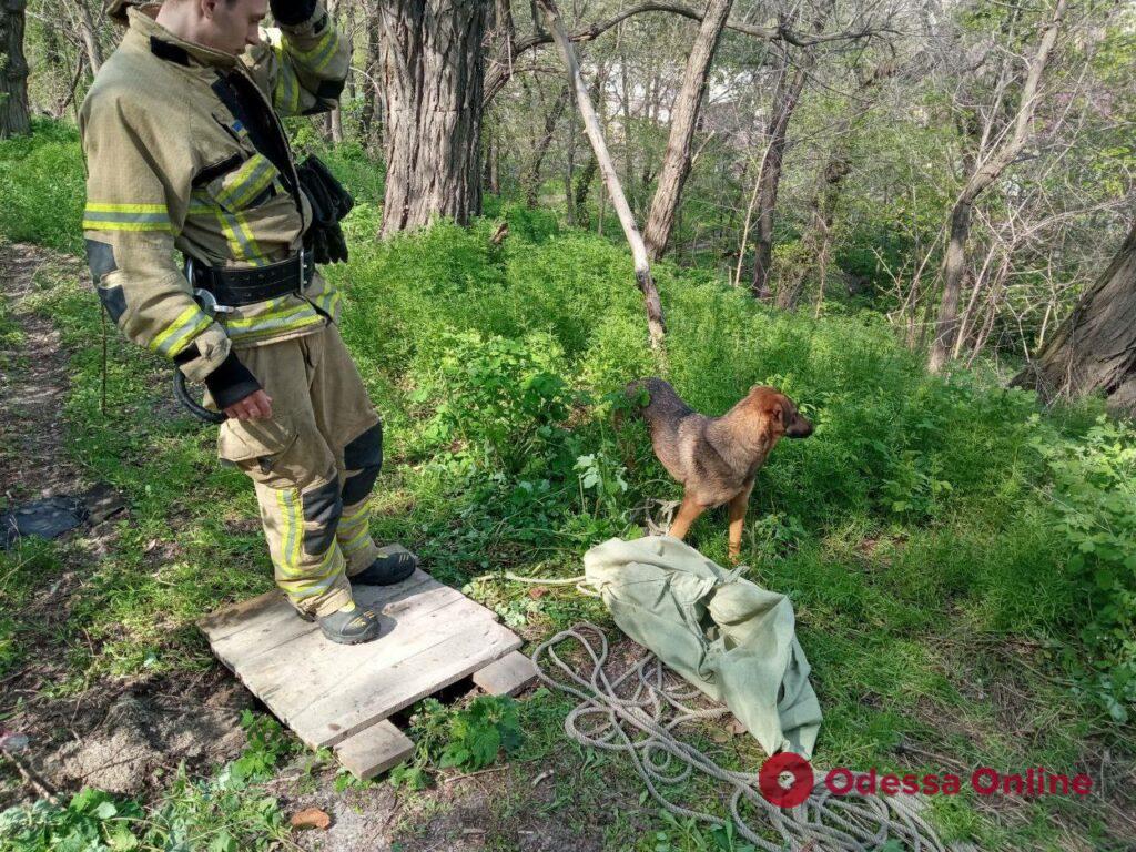 На Думской площади спасли собаку, которая провалилась в канализационный люк (фото)